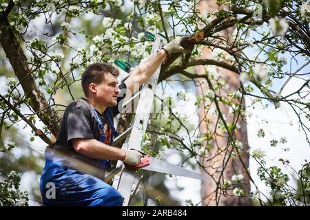 Un uomo con una sega taglia un ramo di un albero di mele in fiore nel giardino Foto Stock