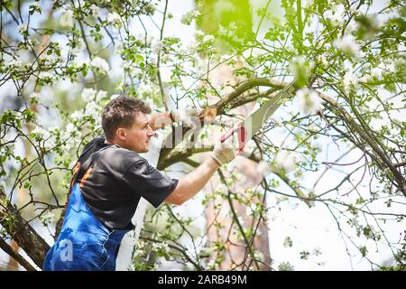 Un uomo con una sega taglia un ramo di un albero di mele in fiore nel giardino Foto Stock