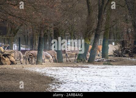 Zebra Herd in background, in primo piano nevoso. Foto Stock