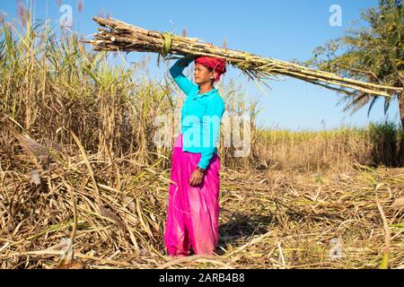 Diwara India Jan 11. 2020 : una donna rurale con un fascio di canna da zucchero sulla sua testa. Foto Stock