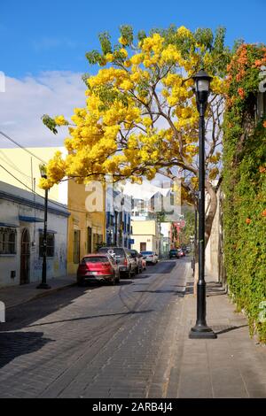 Albero giallo Primavera in fiore sul lato della strada, nella vecchia parte coloniale di Oaxaca, Messico Foto Stock
