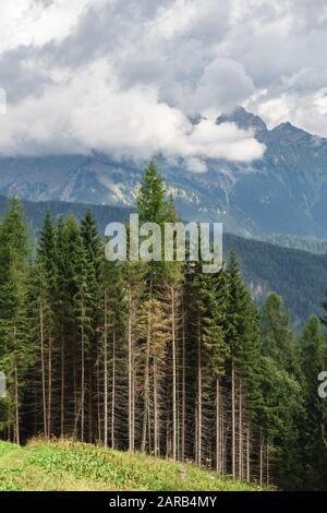 Le Dolomiti, Trentino, Italia. Norvegia abete rosso (Picea abies Karst) che cresce nel Parco Naturale Paneveggio, utilizzato per la fabbricazione di violini Foto Stock