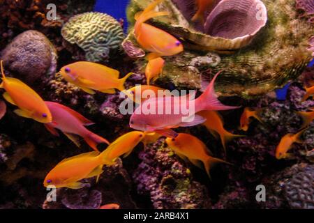 Sea goldie (Pseudanthias squamipinnis), conosciuto anche come il pesce di coralato di lyretail, anthias di lyretail nel Mar Rosso Foto Stock