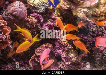 Sea goldie (Pseudanthias squamipinnis), conosciuto anche come il pesce di coralato di lyretail, anthias di lyretail nel Mar Rosso Foto Stock
