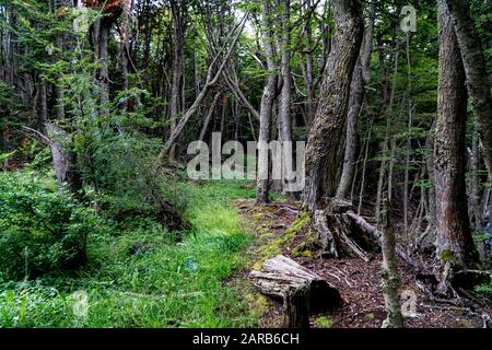 Sentiero Costiero, Parco Nazionale Della Terra Del Fuoco, Ushuaia, Argentina Foto Stock