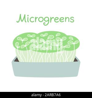 Coltivazione di microgreens a casa, foglie di piante fresche. Piccoli germogli verdi per guarnire, sano cibo vegano. Illustrazione vettoriale isolata in semplice, ha Illustrazione Vettoriale