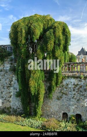 Francia, Indre et Loire, Chancay, Chateau de Valmer giardini, fossati del castello e sophora piangere (Styphnolobium japonicum 'Pendula') (menzione obbligatoria C Foto Stock