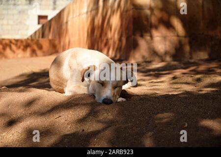 Cane randagio dorme all'ombra di piazza, evitando il caldo sole di mezza giornata del Messico Foto Stock