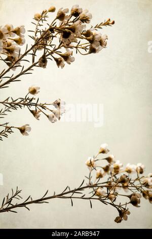 Gambo Di Fiori Di Cera Contro Sfondo Azzurro Foto Stock