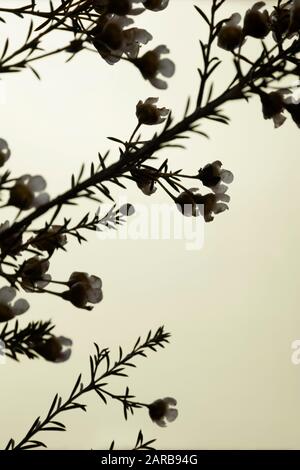 Cera Gambo Fiore Silhouette Contro Sfondo Azzurro Foto Stock