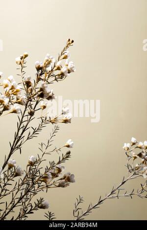 Gambo Di Fiori Di Cera Contro Sfondo Azzurro Foto Stock