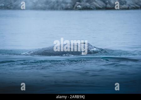 Whumpback whale diving in oceano atlantico vicino Ilulissat durante il tempo piovoso. Immersioni nell'oceano e alimentazione. Acqua blu e colpo. Foto scattata Foto Stock