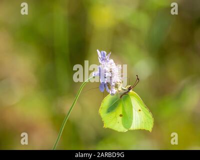 Brimstone Butterfly ( Gonepteryx rhamni ) su Scabious Foto Stock