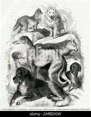 Sette razze diverse del cane Foto Stock