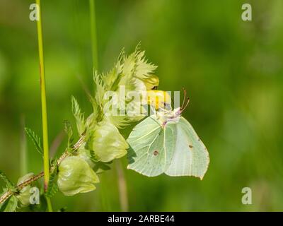 Brimstone Butterfly ( Gonepteryx rhamni ) su un impianto. Ali di chiusura. Foto Stock