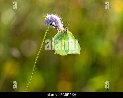 Brimstone Butterfly ( Gonepteryx rhamni ) su Scabious Foto Stock