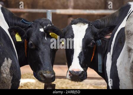 Hamersleben, Germania. 26th agosto 2019. Due vacche da latte sono conservate in un fienile ad Agrargenossenschaft eg Hamersleben. Con l'ausilio di transponder e paratoie, gli animali vengono guidati alternativamente alle aree di alimentazione e ai robot di mungitura. Credito: Stephan Schulz/dpa-Zentralbild/ZB/dpa/Alamy Live News Foto Stock