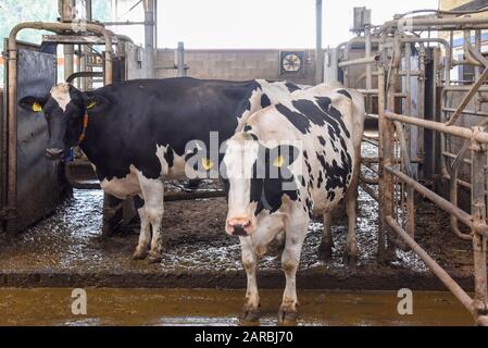 Hamersleben, Germania. 26th agosto 2019. Due mucche da latte si trovano nel fienile della cooperativa agricola, ad esempio Hamersleben. Con l'aiuto di transponder appesi intorno ai loro colli, essi vengono guidati alternativamente attraverso saracinesche alle aree di alimentazione, all'area di riposo e ai robot di mungitura. Credito: Stephan Schulz/dpa-Zentralbild/ZB/dpa/Alamy Live News Foto Stock