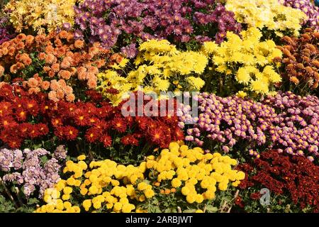 Bellissimi fiori di crisantemo in piena fioritura. Foto Stock