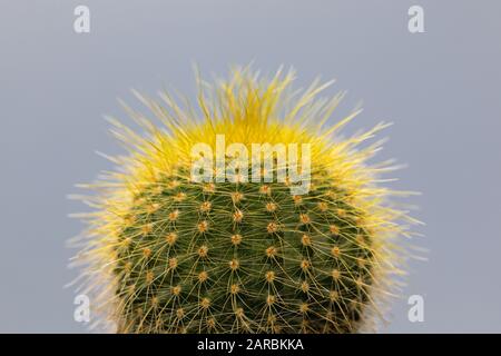 cactus con spine gialle sullo sfondo grigio Foto Stock