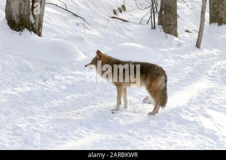 Coyote nella foresta invernale Foto Stock