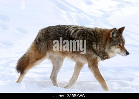 Coyote nella foresta invernale Foto Stock