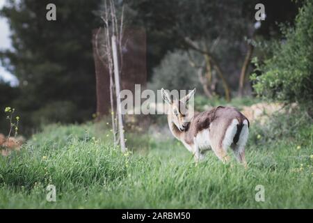 La Palestina, il cervo israeliano, cammina nell'erba verde con fiori d'inverno, isolati da uno sfondo sfocato. Jerusalem Forest, È Foto Stock