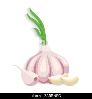 Aglio biologico fresco realistico. Bulbo d'aglio. Aglio spicchi. Illustrazione vettoriale Illustrazione Vettoriale