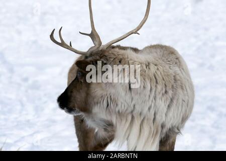 Caribou in pascolo invernale Foto Stock