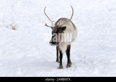 Caribou in pascolo invernale Foto Stock