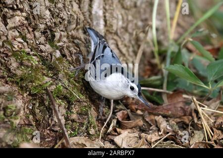 Bianco brillò di nuthatch su albero Foto Stock