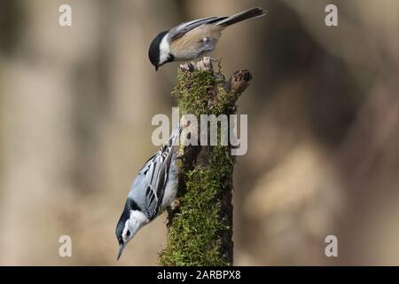 Ceci e Nuthatches sul ramo Foto Stock