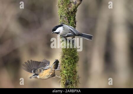 Ceci e Nuthatches sul ramo Foto Stock