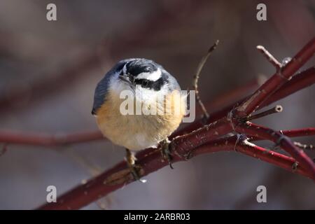 Rosso Nuthatch Su dogwood Foto Stock