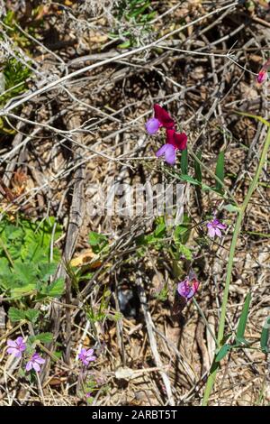 Lathyrus clymenum, Pianta spagnola Vetchling in fiore Foto Stock