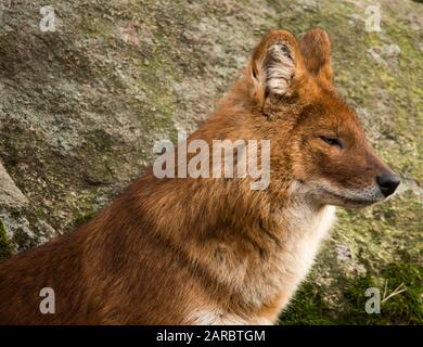 Il dhole /doʊl/ (Cuon alpinus) è un canide nativo del centro, del sud e del sud-est asiatico. Altri nomi inglesi per la specie includono il cane selvatico asiatico, UN Foto Stock