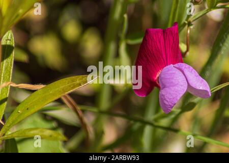 Lathyrus Clymenum, Fiore Vetchling Spagnolo Foto Stock