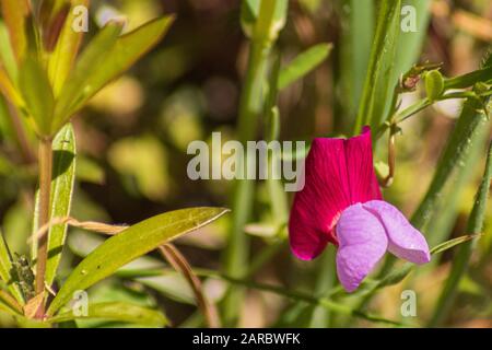 Lathyrus Clymenum, Fiore Vetchling Spagnolo Foto Stock