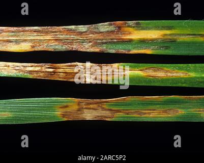 Blottch delle foglie (Rhynchosporium secalis) lesioni fungine della malattia su foglie di ryegrass (Lolium perenne) Foto Stock