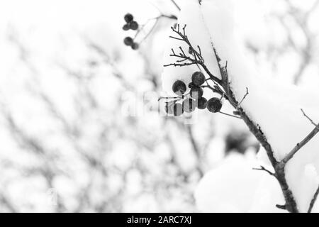 Utile per la vostra salute. Rowanberry ramoscello in neve. inverno berry. Bacche di colore rosso cenere. Inverno sfondo. Smerigliati bacche rosse. Red rowan in brina. Natale rowan berry filiale. Biancospino bacche mazzetto. Foto Stock