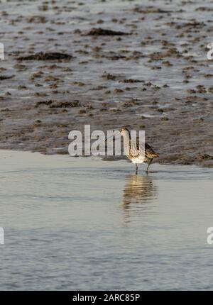 Curlew Numeius arquata, grande wader, lunga fattura downcurved e lunghe gambe grigio grigio grigio marrone piumaggio paler striato e macchiato sottoparti pallido pancia Foto Stock