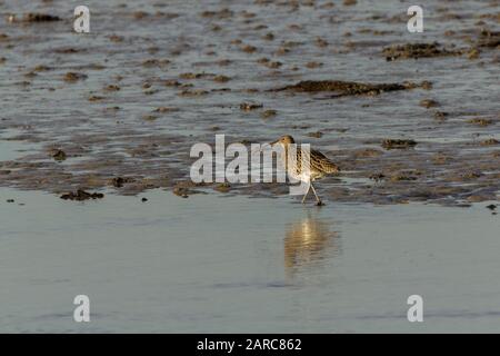 Curlew Numeius arquata, grande wader, lunga fattura downcurved e lunghe gambe grigio grigio grigio marrone piumaggio paler striato e macchiato sottoparti pallido pancia Foto Stock