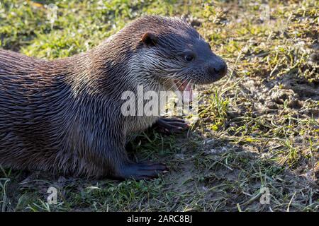 Otter Lutra lutra cane mammifero acquatico come viso piccole orecchie lungo bianco whiskers corpo lungo e forte spesso coda affusolata. Ha gambe corte e piedini a nastro Foto Stock