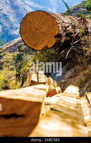 Alberi abbattuti da utilizzare per la costruzione di materiali nella regione di Dampo del Nepal Himalaya Foto Stock