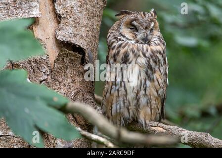 Scope eurasiatica gufo (Otus scops) dormire su un albero. Otus scops, Ofo degli Scops eurasiatici, piccolo gufo, arroccato su un ramo Foto Stock