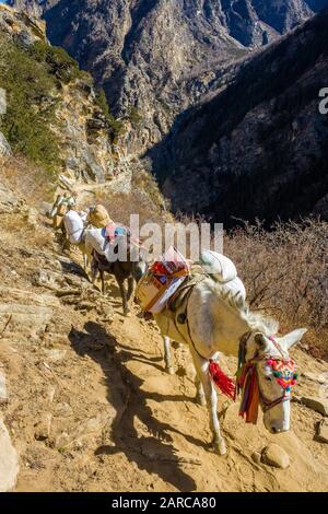 Un trenino pony / mulo che trasporta merci attraverso l'Himalaya nepalese a Dampo Foto Stock