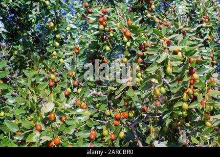 Jujibe frutto o drupe latino ziziphus jujuba maturazione su un cespuglio. Molto dolce bacche sulla pianta Foto Stock