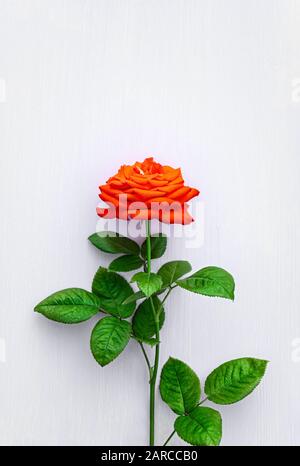 Fiore rosa rosso su sfondo bianco. Carta per matrimoni, San Valentino. Disposizione piatta, vista dall'alto. Primo piano. Foto Stock