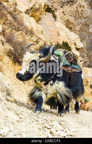 Yaks su un percorso commerciale antico attraverso le montagne himalayane, Dampo, Nepal Foto Stock