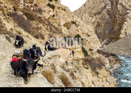 Yaks su un percorso commerciale antico attraverso le montagne himalayane, Dampo, Nepal Foto Stock